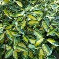Wintergrüne Ölweide Limelight 40-60cm - Elaeagnus ebbingei