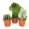 3 verschiedene größere Kakteen im Set, 12cm Topf, ca. 15-28cm hoch