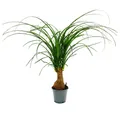 Exotenherz Zimmerpflanze Kleiner Elefantenfuss Beaucarnea recurvata Nolina 12cm Topf