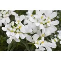 Iberis Sempervirens Snowflake Schleifenblume Weiß Ca. 9x9 cm Topf
