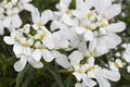 Iberis sempervirens 'Snowflake' 9x9 cm Topf – Winterhart, Immergrün, Pflegeleicht – Schleifenblume – Bodendecker für Beet & Steingarten