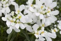 Pflanzen für Dich Staude Iberis semp. Snowflake, 1 St., Schleifenblume, Immergrüne Schleifenblume