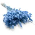 Getrockneter Lagurus - Lagurus Ovata - Azurblau