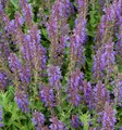 Salbei Rügen - Salvia nemorosa