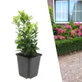 Plants by Frank | 6 Japanischer Spindelstrauch | Euonymus Japonicus 'Green Spire' | Heckenpflanzen | Buchsbaum Ersatz | Winterhart | Immergrüne Hecke | Gartenpflanzen