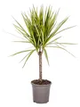 Drachenbaum - Dracaena marginata "Sunray" - Sonnenstrahl - 60-80cm hoch