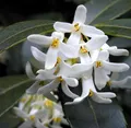 Hochstamm Frühlingsduftblüte 80-100cm - Osmanthus burkwoodii