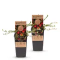 Green boutiQ - Obstpflanze - Vaccinium mac. Early Black - Cranberry - Winterhart - Blaubeere - 2 Pflanzen - Topf 15cm - Höhe 50cm