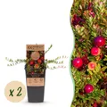 Vaccinium mac. Early Black Cranberry Blaubeere 2x ø15cm ↕50cm
