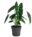 Dehner Zimmerpflanze Pfeilblatt Frydek, Alocasia micholitziana, pfeilförmige Blätter, exotische Zimmerpflanzen-Rarität für halbschattige Standorte