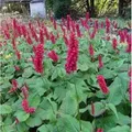 Kerzenknöterich Inverleith - Persicaria amplexicaulis