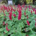 Kerzenknöterich Inverleith - Persicaria amplexicaulis - lebende Gartenpflanze aus den Baumschulen