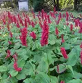 Kerzenknöterich Inverleith - Persicaria amplexicaulis