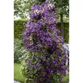 Clematis Viticella Polish Spirit Violett 80–100 cm