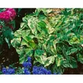 Persicaria Filiformis Painter's Palette Ca. 11x11 cm Topf