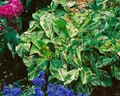 Pflanzen für Dich Staude Persicaria filiformis Painter's Palette, 1 St., Kerzenknöterich, Schlangenknöterich