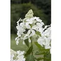 Hydrangea Paniculata Rispenhortensie 150-175 cm
