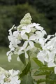 Pflanzen für Dich Gehölze Hydrangea pan. Kyushu, 1 St., Rispenhortensie