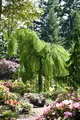 Betula pendula 125–150 cm – Winterhart, Mehrjährig, Pflegeleicht – Hänge-Birke – Zierbaum für Garten & Vorgarten