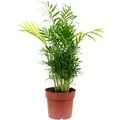 Value Greens 2er-Set Bergpalme Chamaedorea  Tropische Zimmerpflanze  Pflegeleicht  65 cm Hoch  Topf-Ø 17 cm