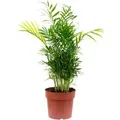 Value Greens Bergpalme Chamaedorea  Tropische Zimmerpflanze  Pflegeleicht  65 cm Hoch  Topf-Ø 17 cm