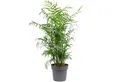 Flowerbox Zimmerpflanze Bergpalme - Chamaedorea elegans, pflegeleicht - Höhe ca. 70 cm, Topf-Ø 17 cm