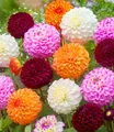 BALDUR Garten 3er Dahlien-Mix 'Pompon', Knollen in Größe I, Dahlia, mehrjährig - frostfrei halten, pflegeleicht, bienenfreundlich, schmetterlingsfreundlich, für Kübel und Beet, ausgefallene Farben