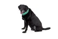 Ruffwear Swamp Cooler Halswärmer 0546-951 Aurora Teal/Heliotrope Purple NEU