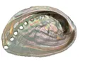 Abalone Muschel I Meeresmuschel I Räucherschale | Paua Muschel | 100x70x15 mm I 25 Gramm