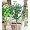 BALDUR Garten 1x Winterharter Eukalyptus Azura® im XXL-Topf, Pflanze im 15 cm-Topf, Eucalyptus gunnii, Azura, winterhart bis -20 °C, mehrjährig,...