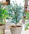 BALDUR Garten 1x Winterharter Eukalyptus Azura® im XXL-Topf, Pflanze im 15 cm-Topf, Eucalyptus gunnii, Azura, winterhart bis -20 °C, mehrjährig, intensiv duftend, vertreibt Fliegen