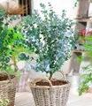 BALDUR Garten Zierstrauch Winterharter Eukalyptus 'Azura®' im XXL-Topf, 1 St., Eucalyptus, duftend, winterhart, mehrjährig, pflegeleicht