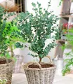 Winterharter Eukalyptus "Azura®" im XXL-Topf,1 Pflanze