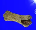 Aquarium Deko ❤ HOHLER KNOCHEN ❤ Skelett Totenschädel Terrarium Höhle Zubehör