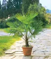 Winterharte Kübel-Palmen 1 Pflanze, Chinesische Hanfpalme,Trachycarpus fortunei