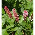 Schneckenknöterich Kabouter - Persicaria affinis