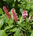Schneckenknöterich Kabouter - Persicaria affinis
