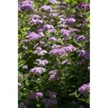 Spiraea Japonica Japanische Zwergspiere 20 - 30 cm