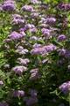 Pflanzen für Dich Gehölze Spiraea japonica Little Princess, 1 St., Japanische Spiere, Zwergspiere