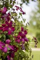 Pflanzen für Dich Kletterpflanze Clematis viticella Kermisina, 1 St., Italienische Waldrebe, Clematis, purpurrot, langblühend