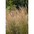 Calamagrostis X Acutiflora Karl Foerster Reitgras Ca. 9X9 cm Topf