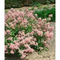 Ceanothus Pallidus Marie Rose Säckelblume Rosa 40–60 cm