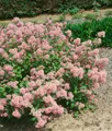 Pflanzen für Dich Gehölze Ceanothus pall. Marie Rose, 1 St., Säckelblume
