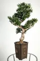 artplants.de Künstlicher Bonsai Podocarpus im Topf, 320 Blätter, 90cm, wetterfest - hochwertiger Kunstbonsai