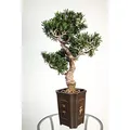 artplants.de Künstlicher Bonsai Podocarpus im Topf, 320 Blätter, 90cm, wetterfest - hochwertiger Kunstbonsai