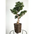 artplants Künstlicher Bonsai Podocarpus im Topf, 320 Blätter, 90cm