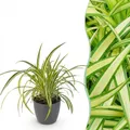 Zimmerpflanze - Chlorophytum comosum Variegatume Graslilie - 1x pot grau - ⌀12cm