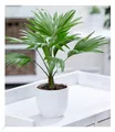 BALDUR Garten 1x Palme Livistona Rotundifolia, Pflanze im 12 cm-Topf, luftreinigende Zimmerpflanze, unterstützt das Raumklima, Zimmerpalme, Fächerpalme, Zimmerpflanzen, mehrjährig - frostfrei halten