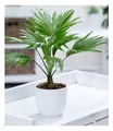 Palme "Livistona Rotundifolia",1 Pflanze Zimmerpflanze