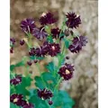 Aquilegia Atrata Schwarzviolette Akelei Ca. 9x9 cm Topf